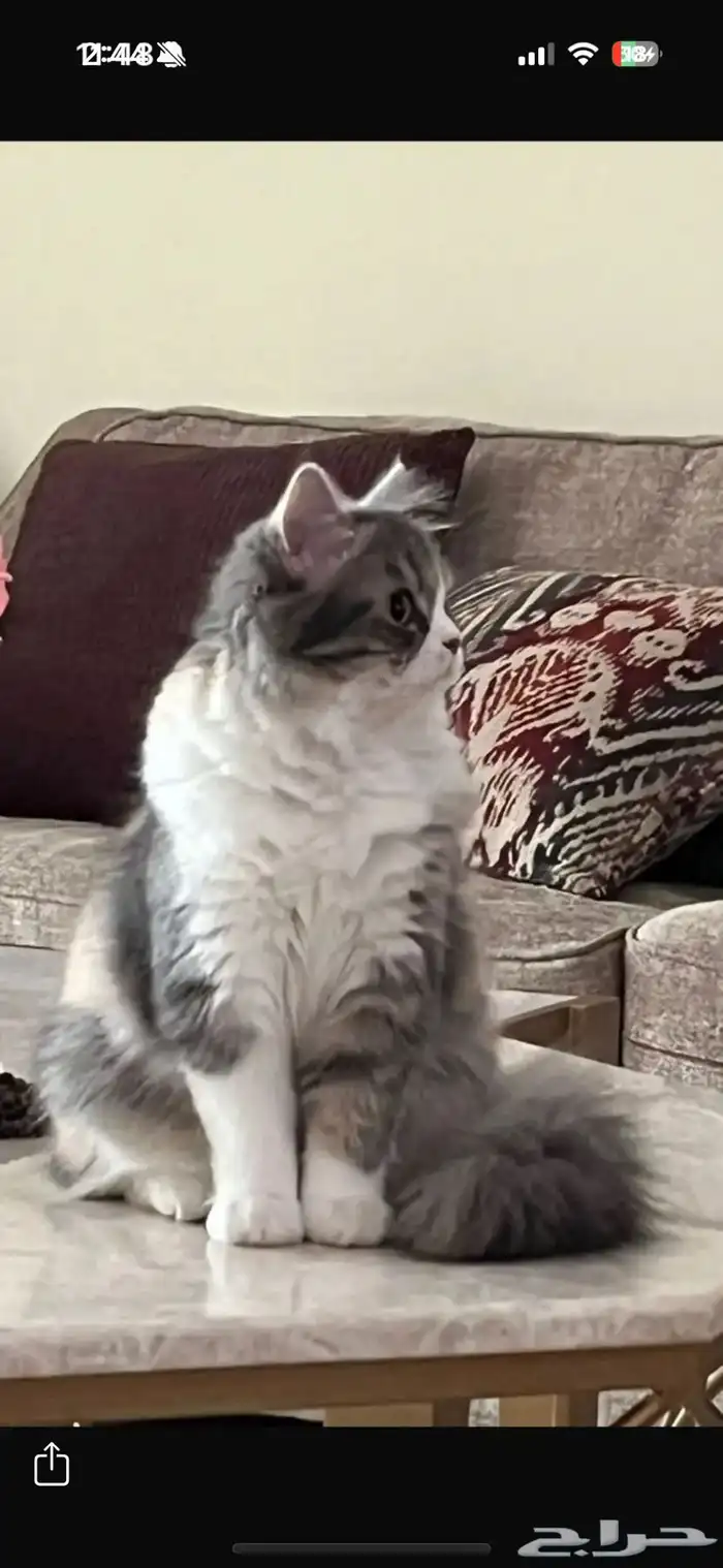 قطه للتبني بلاش شيرازيه 2