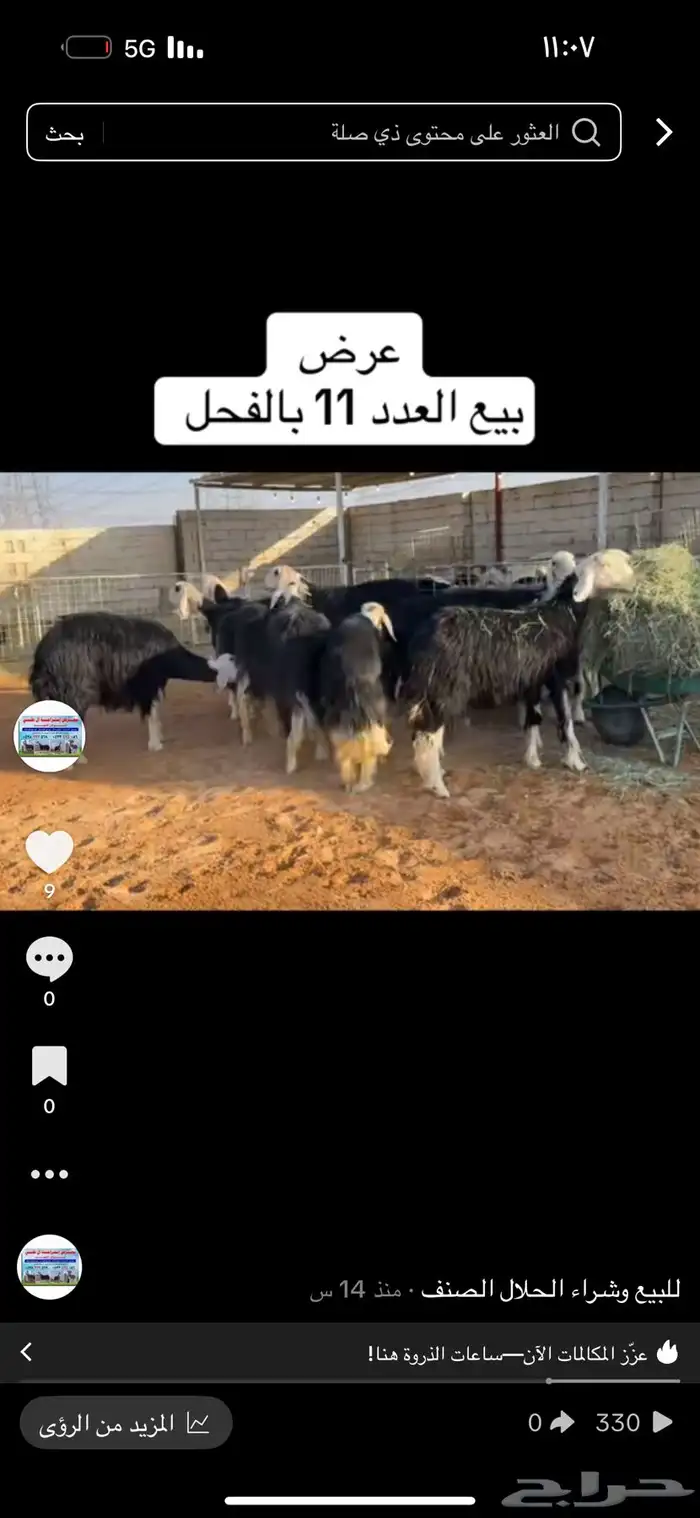 عرض بيع غنم فواخر 1