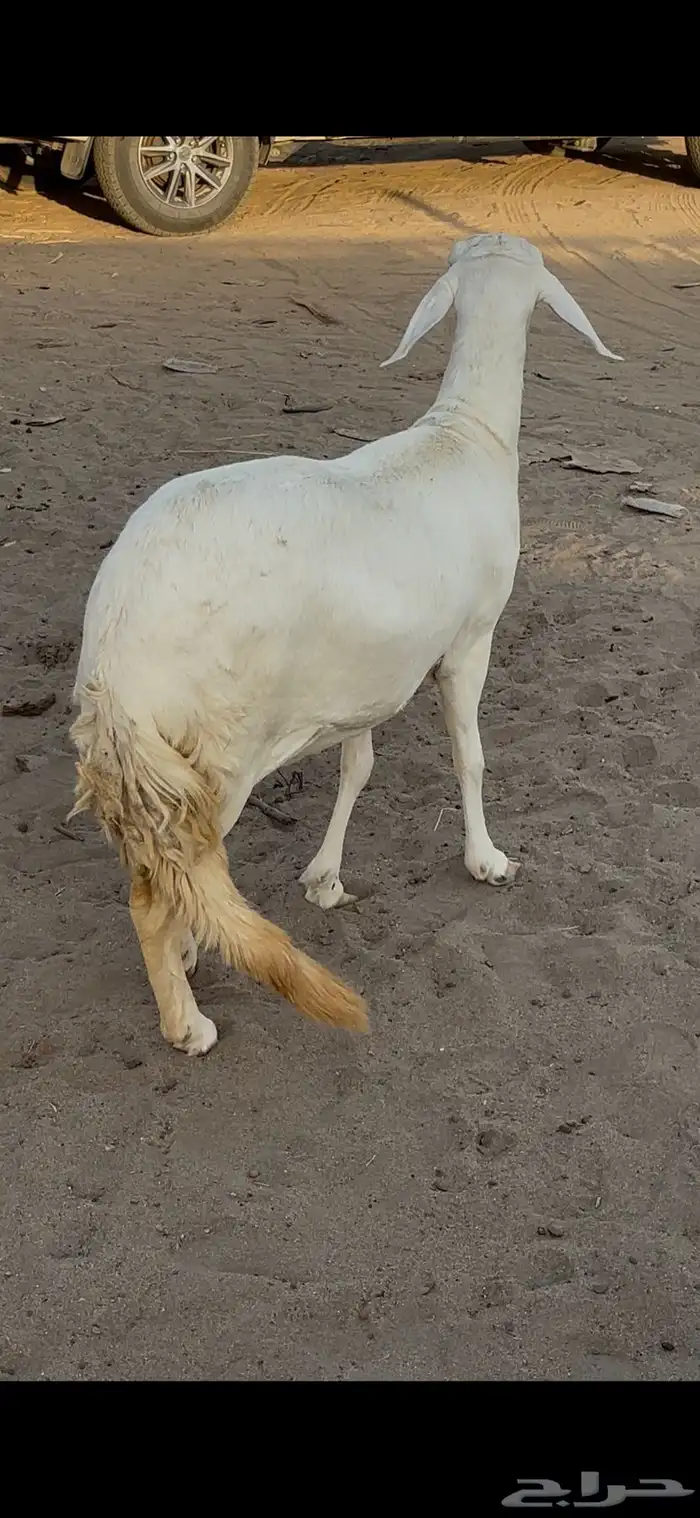 رخل سواكنيه رباع بيضاء برصاء فاخره صنف ( تم البيع ) 4