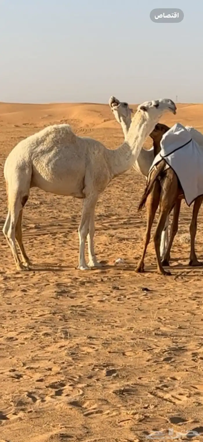 قعود 0