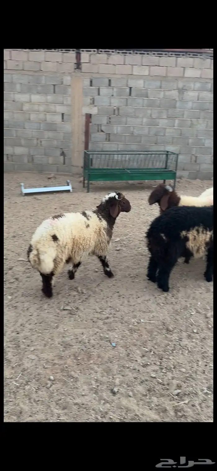 خرفان نعيمي مغلقه شحم 4