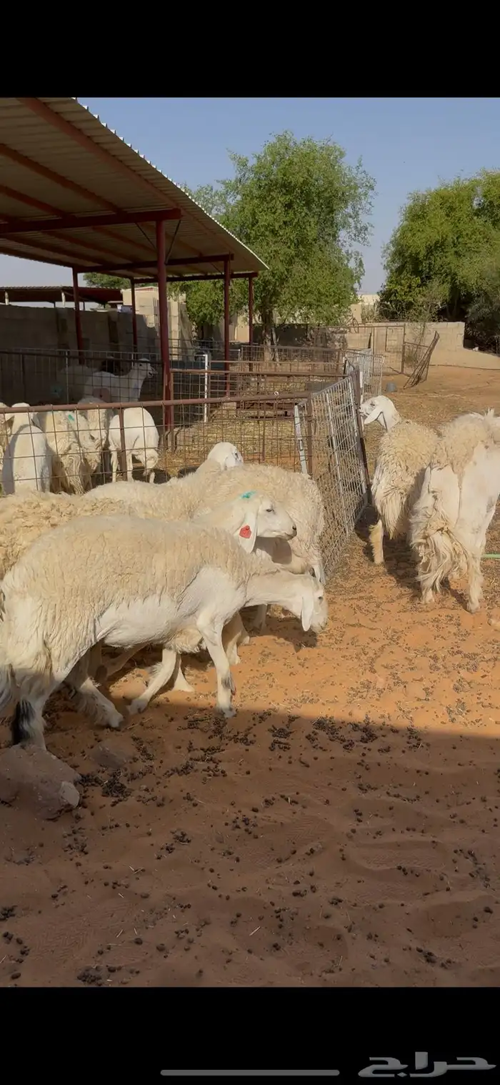 فحل حري صنف مشروط وفيه نسبه مالطيه 5