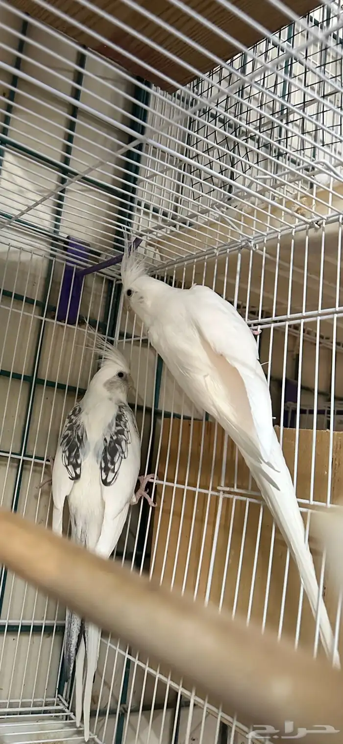 زوج كروان مستوى فخم منتج تم البيع 0