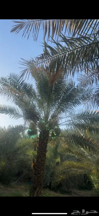 للبيع مزرعه بالخرج الضبيعه مساحه 274 الف index