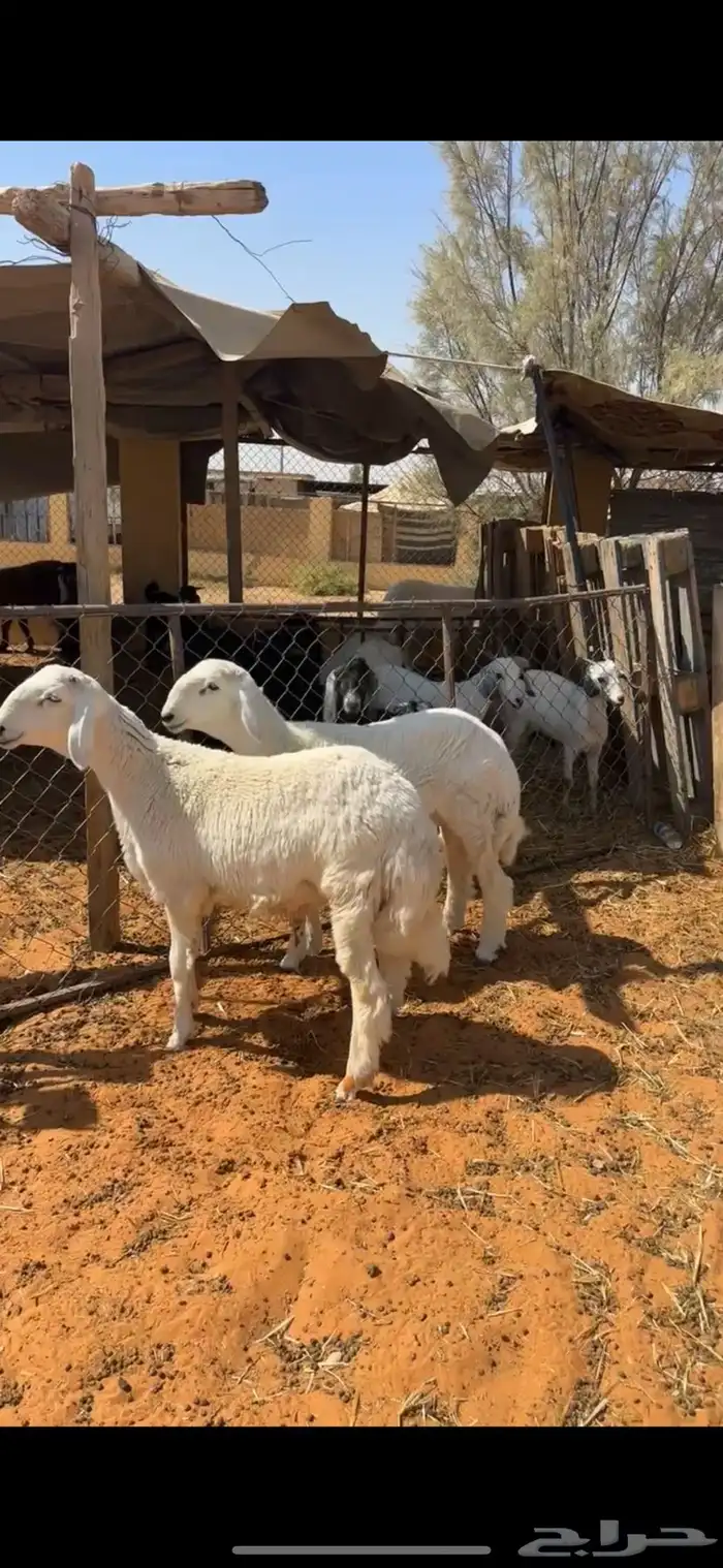 خرفان حري 4