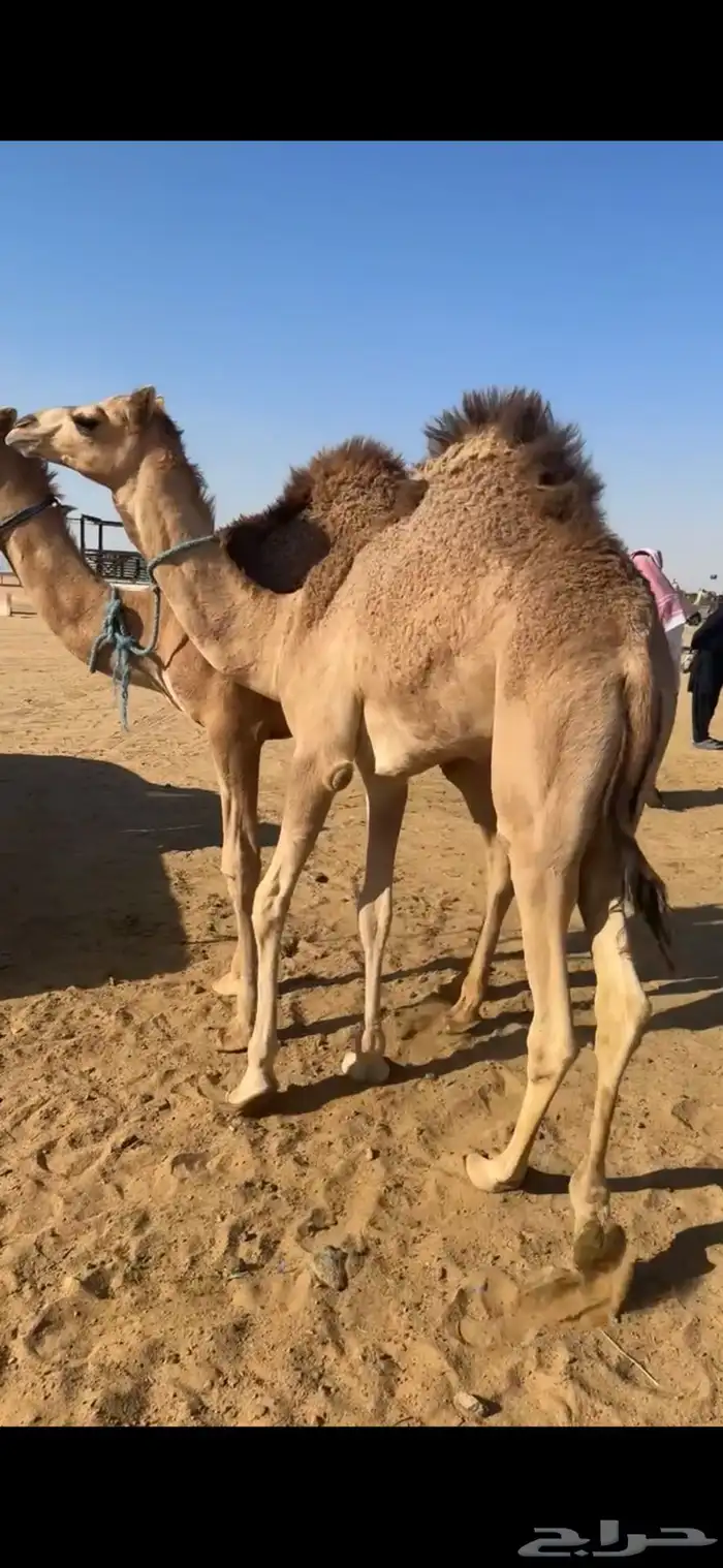 قعدان بلدي مغلقه للبيع 1