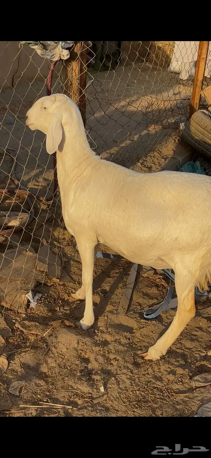 رخل سواكنيه رباع بيضاء برصاء فاخره صنف ( تم البيع ) 1