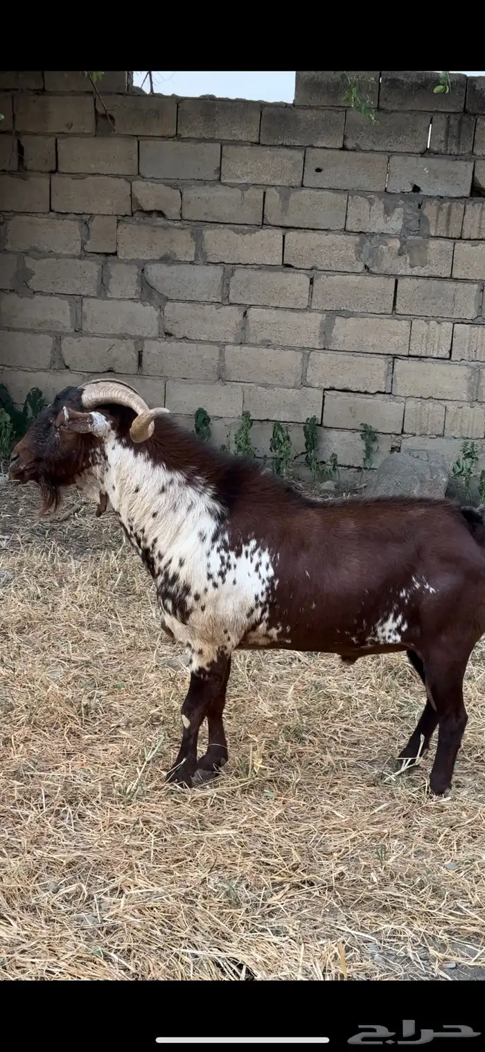 تيس فحل ماعز اوشح ادهم ادبس فاخر 0