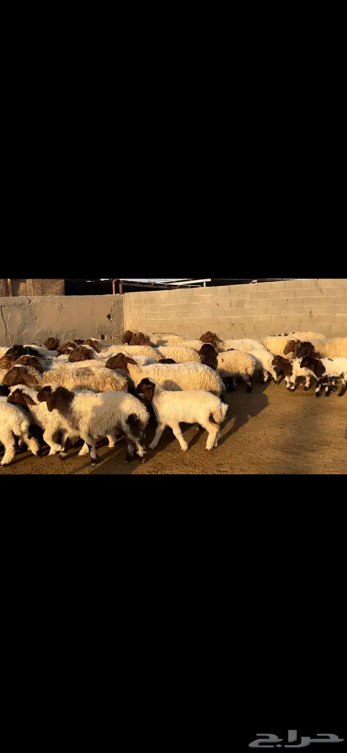 غنم نعيم متابيع فاخره . 8