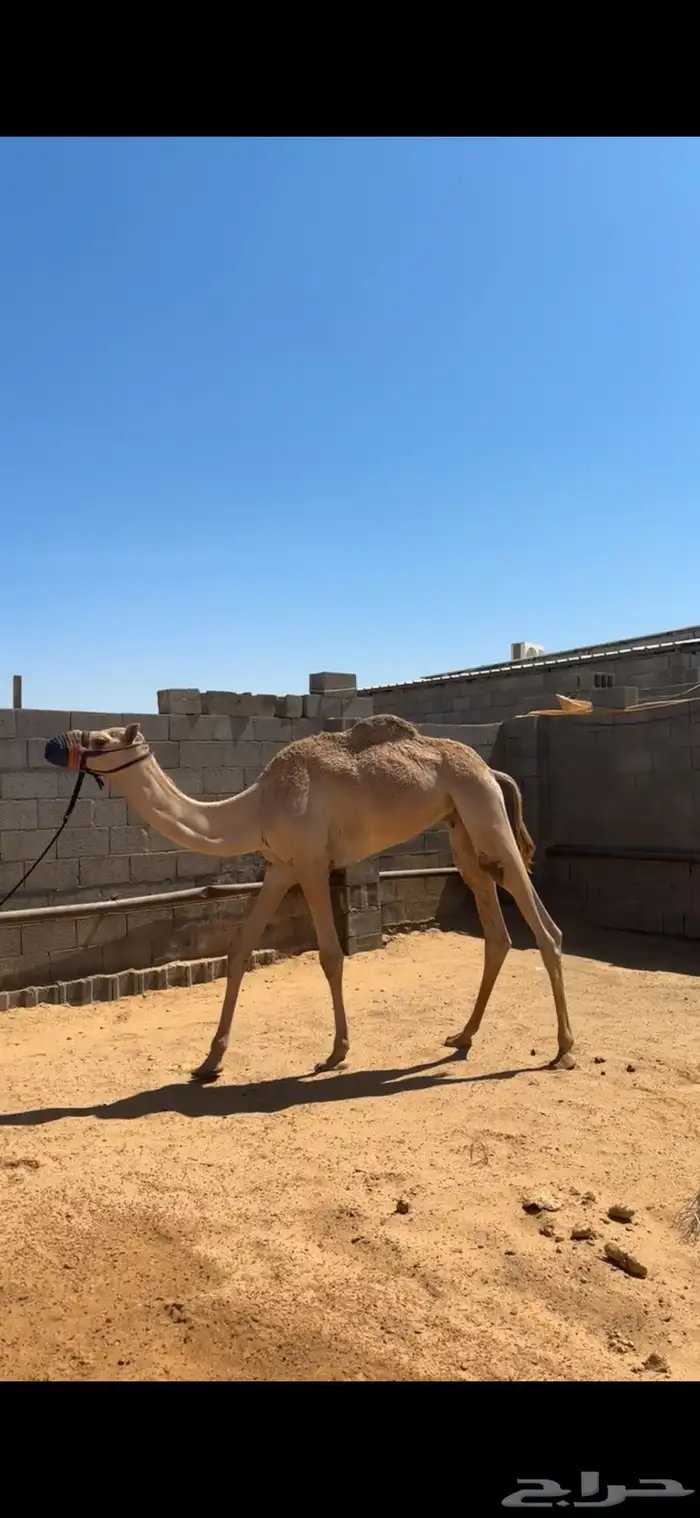 قعود مريح 0