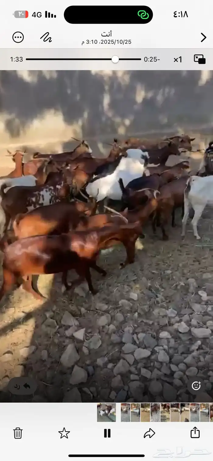 ماعز دهم جنوبي 5