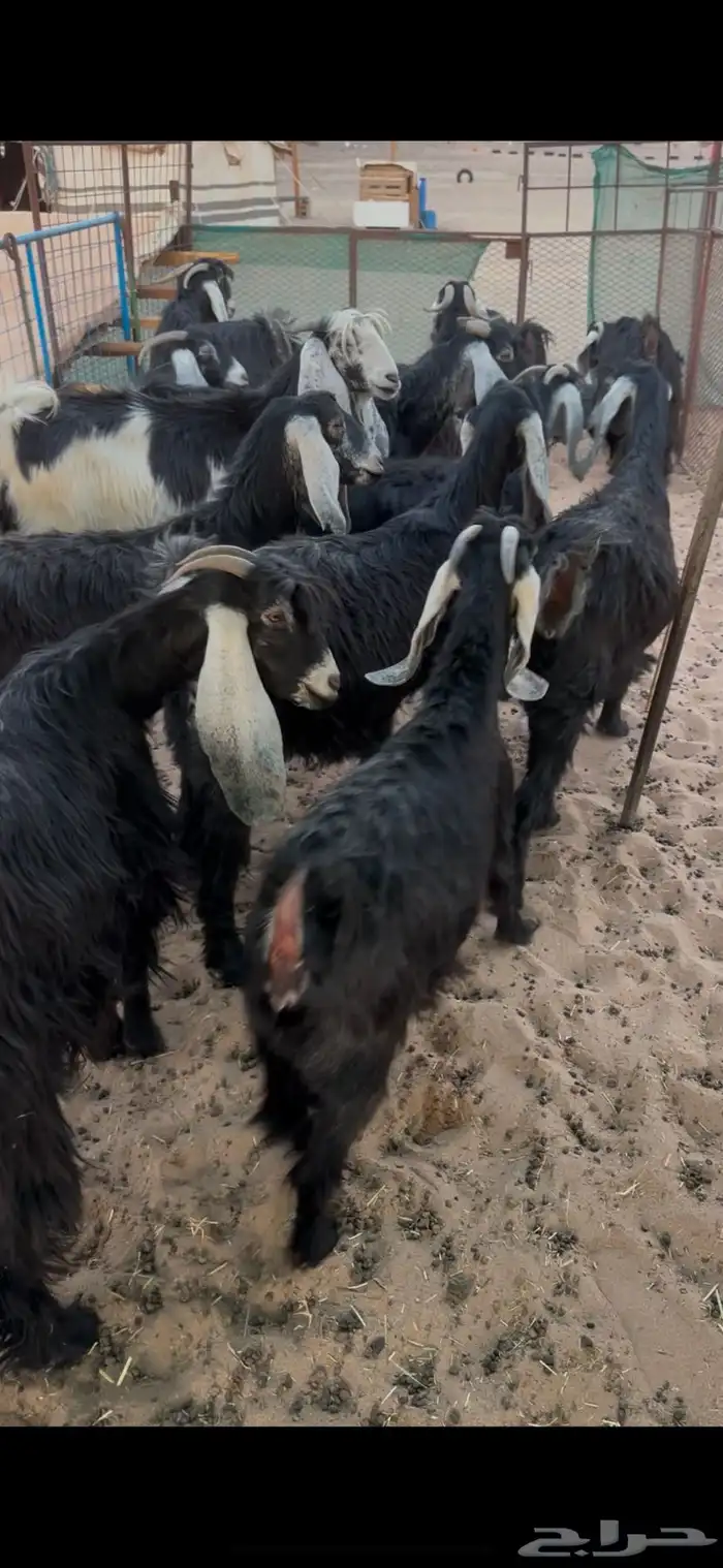 معزا عوارض دفيع 2