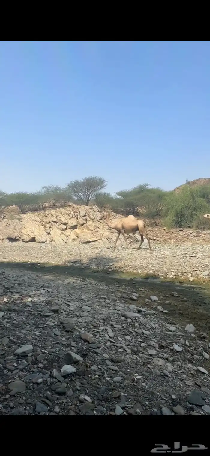 أبل عوادي واوارك العدد34 1