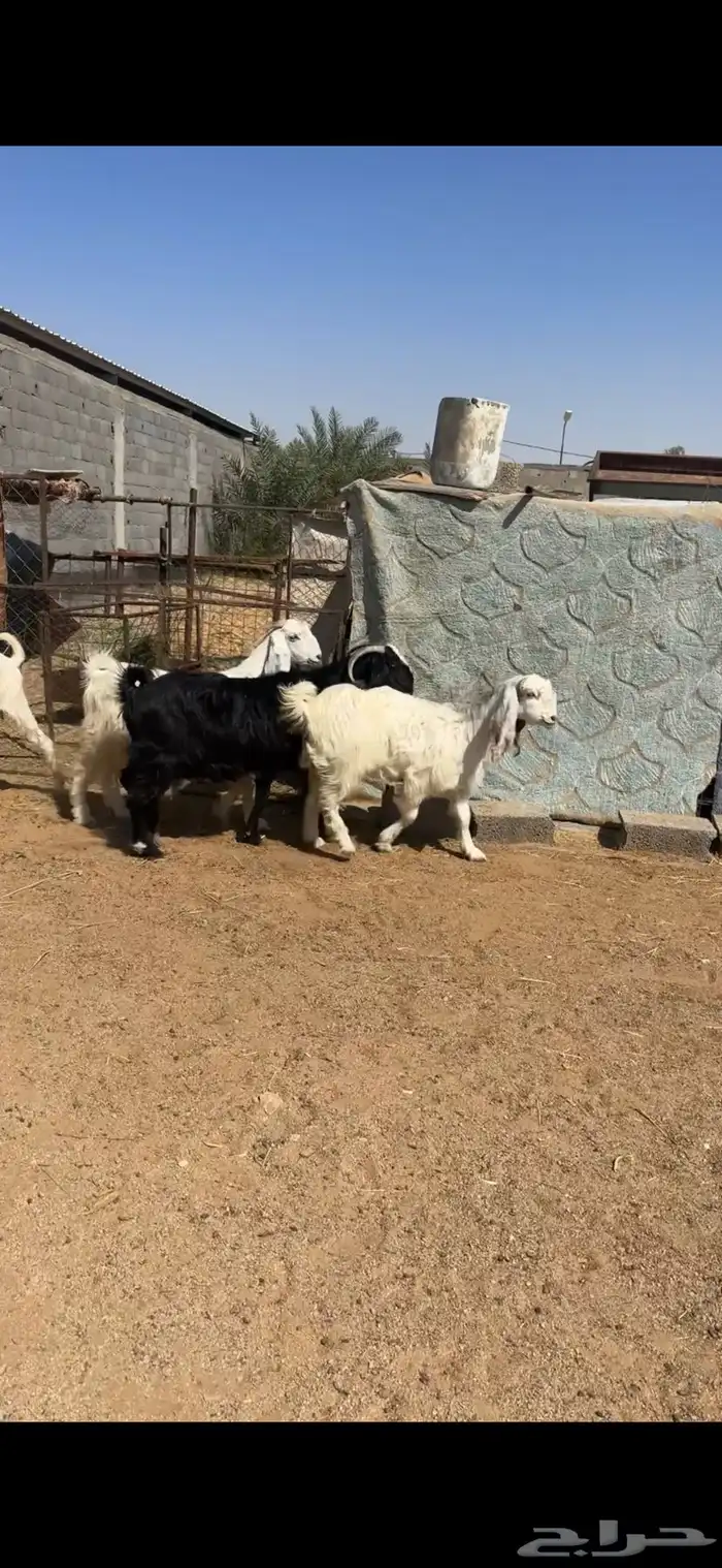 معزا مشاريك 3