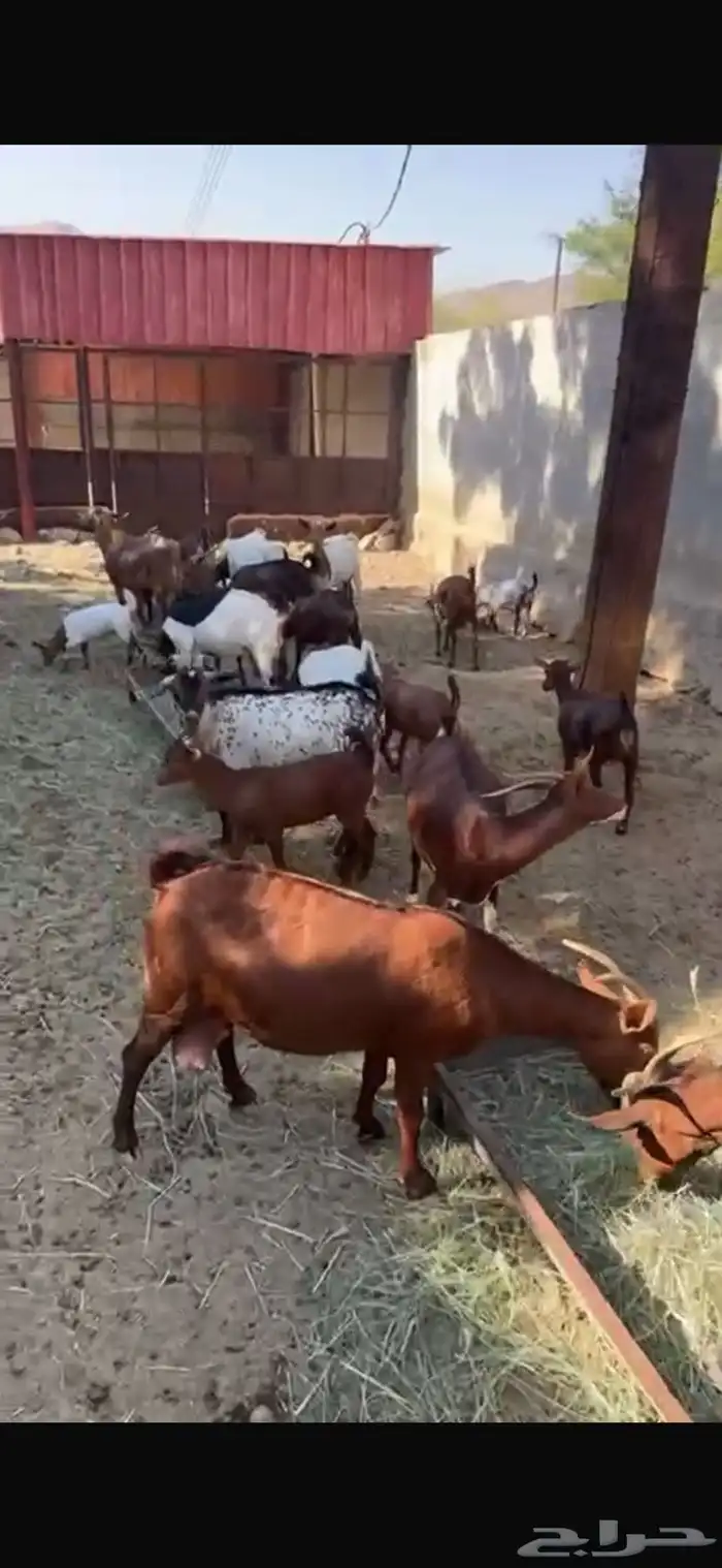 ماعز دهم جنوبي 14