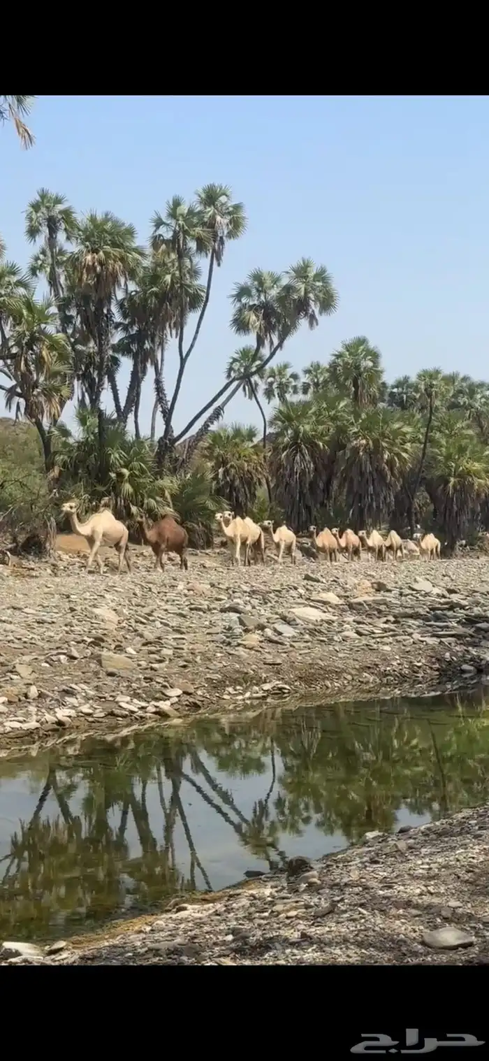 أبل عوادي واوارك العدد34 0