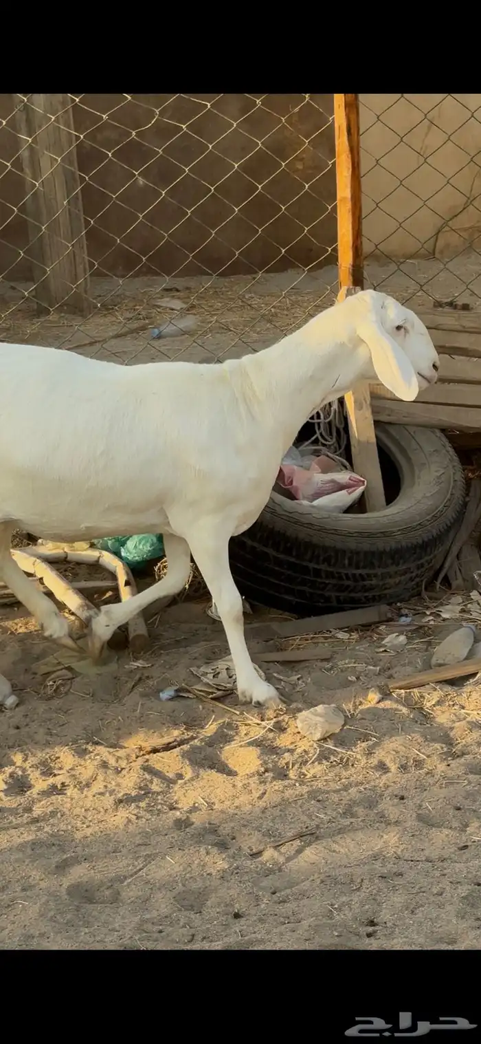 رخل سواكنيه رباع بيضاء برصاء فاخره صنف ( تم البيع ) 3