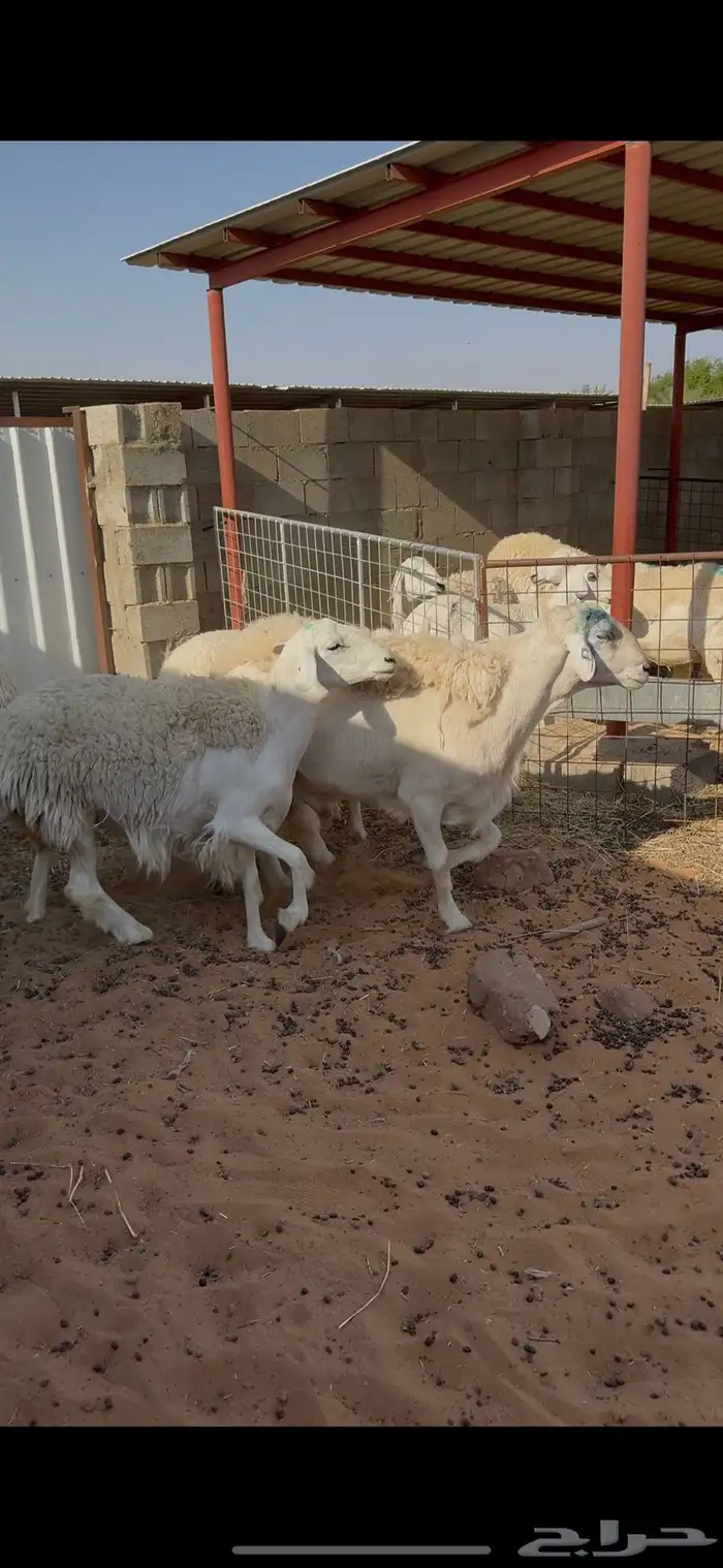 فحل حري صنف مشروط وفيه نسبه مالطيه 4