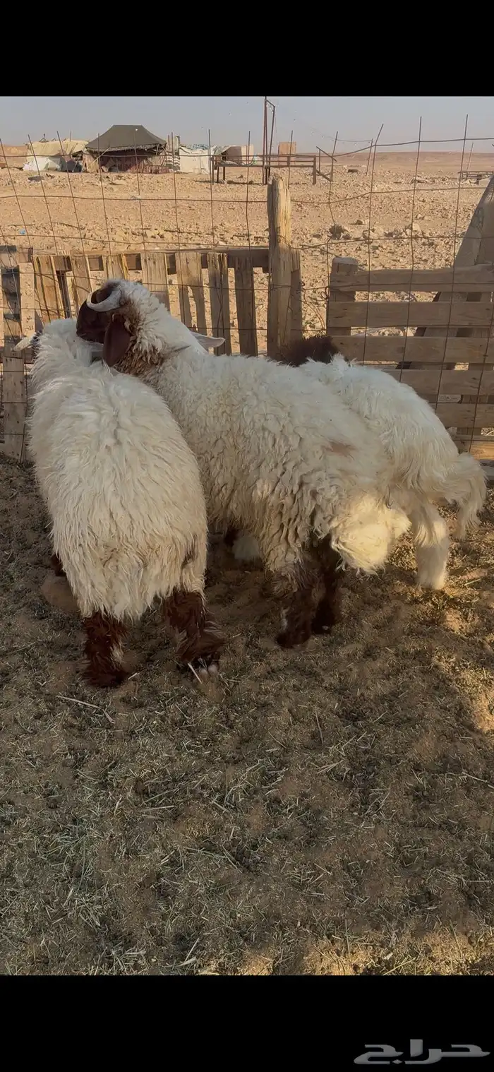 ذبايح 2