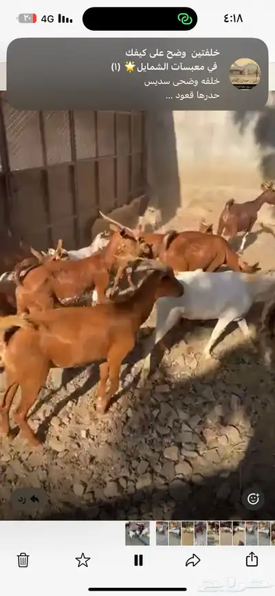 ماعز دهم جنوبي index