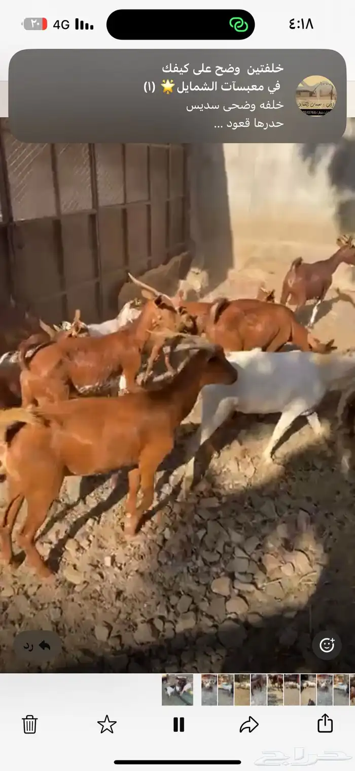 ماعز دهم جنوبي 2