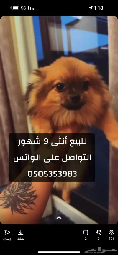 كلاب حجم صغير index