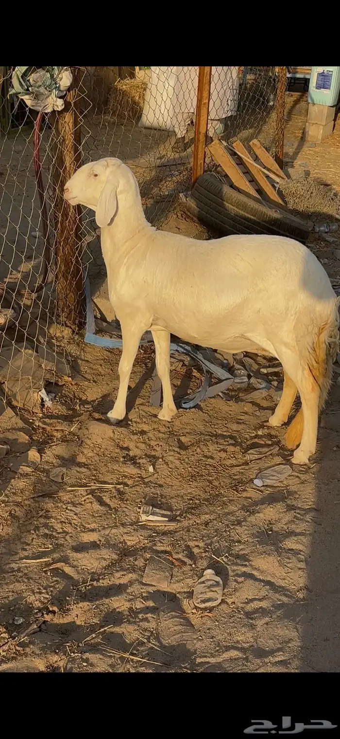 رخل سواكنيه رباع بيضاء برصاء فاخره صنف ( تم البيع ) 0