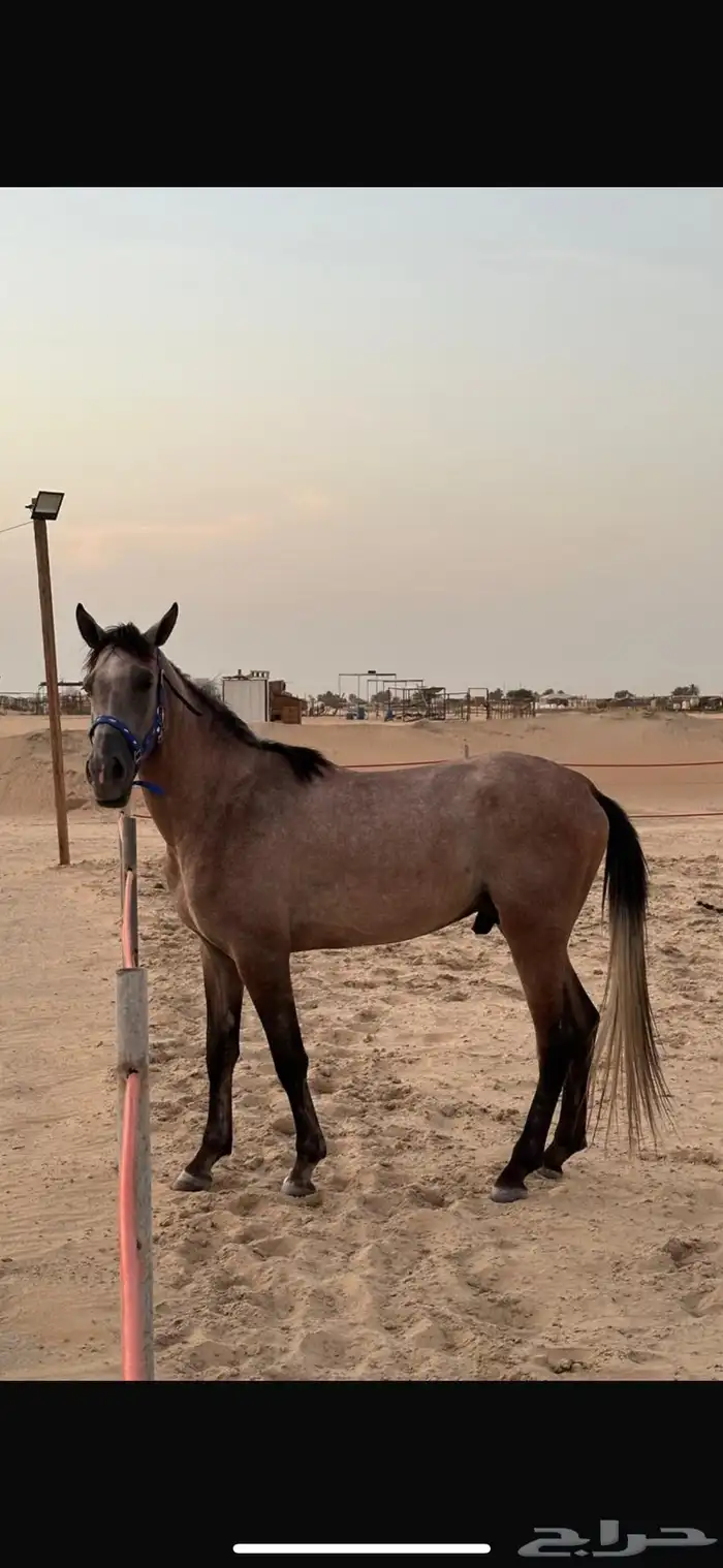حصان للبيع شعبي العمر 3سنوات 0