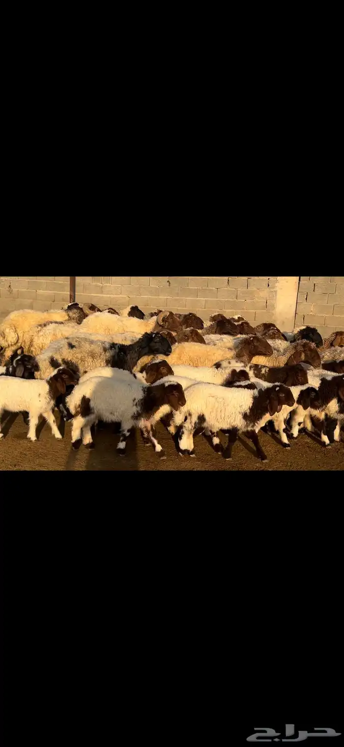 غنم نعيم متابيع فاخره . 6