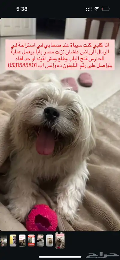 كلب ضايع مكافاءة لمن يجده index