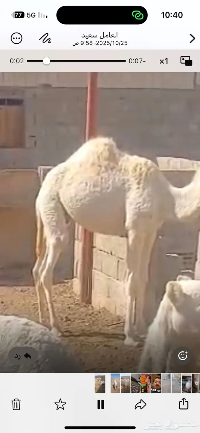 قعود للبيع العمر 6 شهور الموقع السوق الجنوبي 2