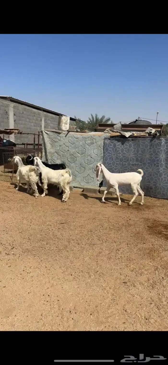 معزا مشاريك 2