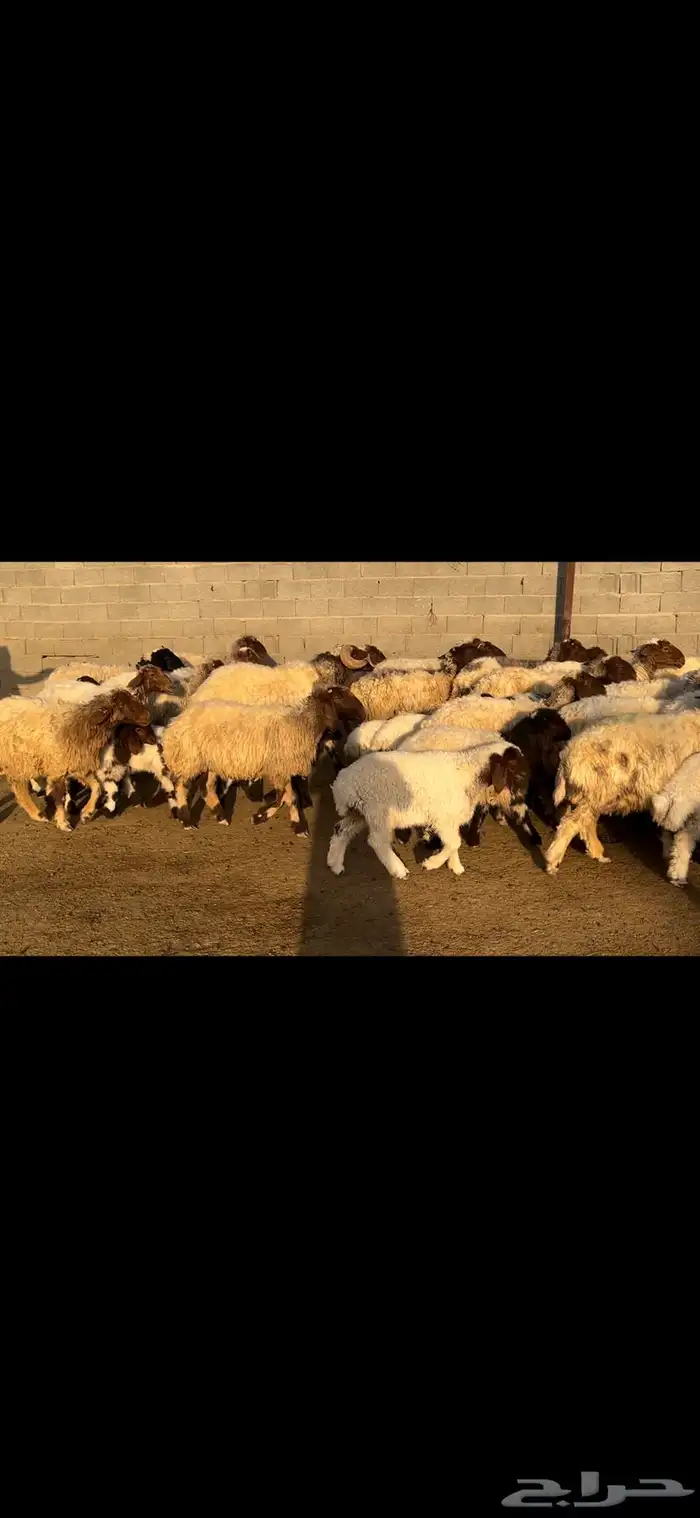 غنم نعيم متابيع فاخره . 16