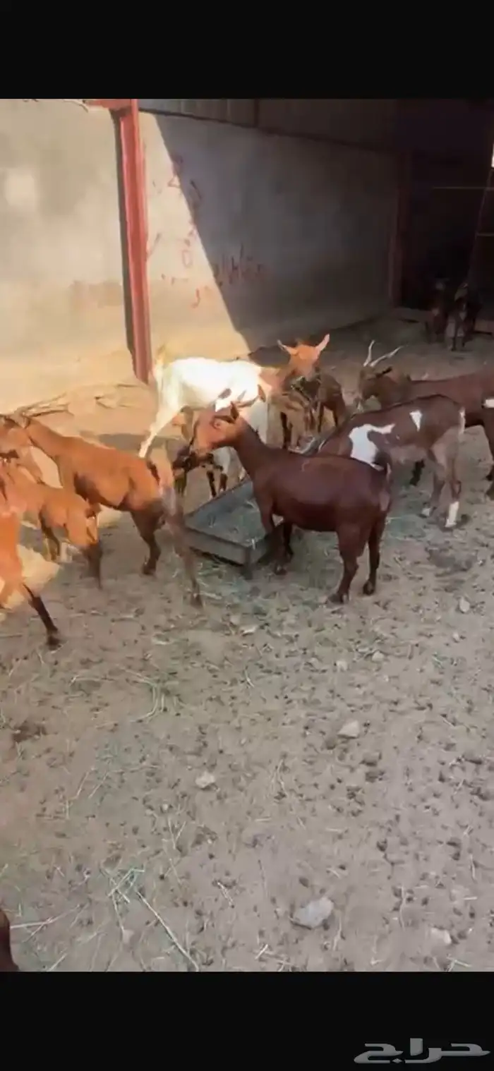 ماعز دهم جنوبي 20