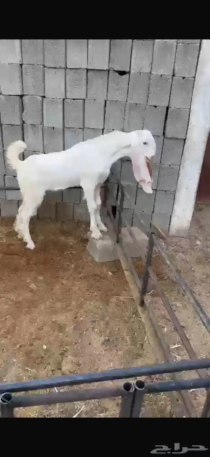 جفره مطوره خصم 0