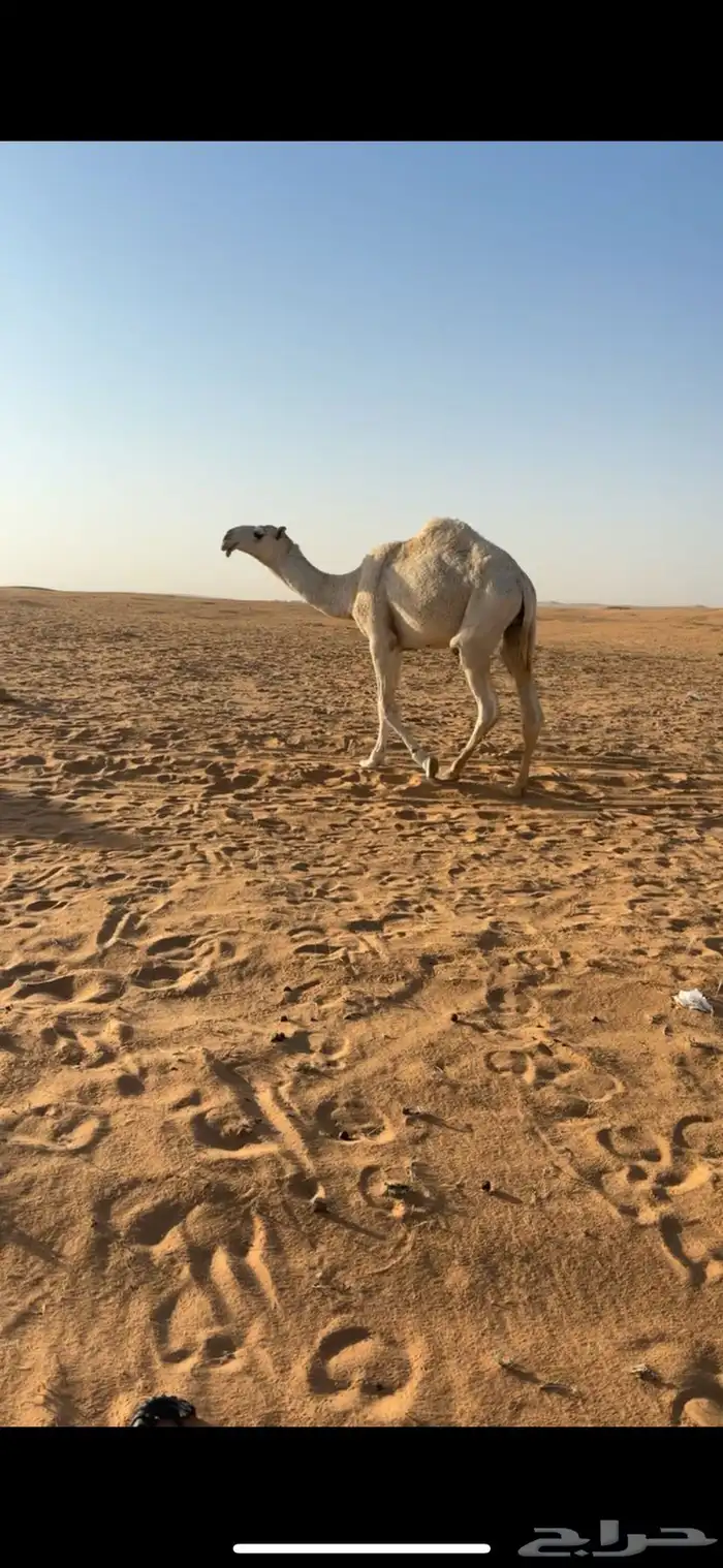 قعود 2