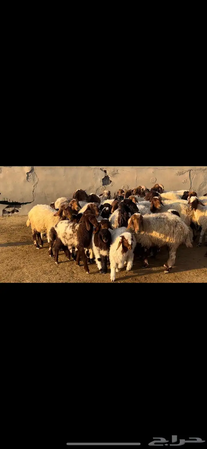 غنم نعيم متابيع فاخره . 12