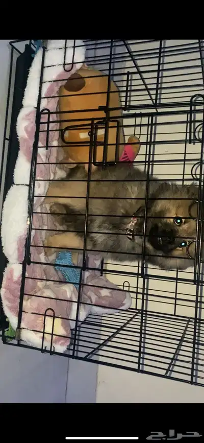 فندقة كلاب index