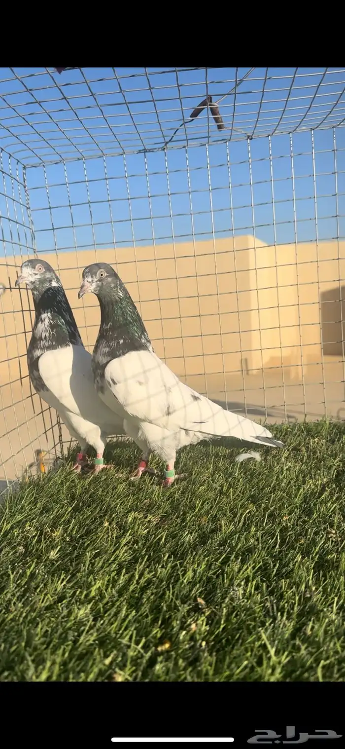 ( تم البيع ) 3