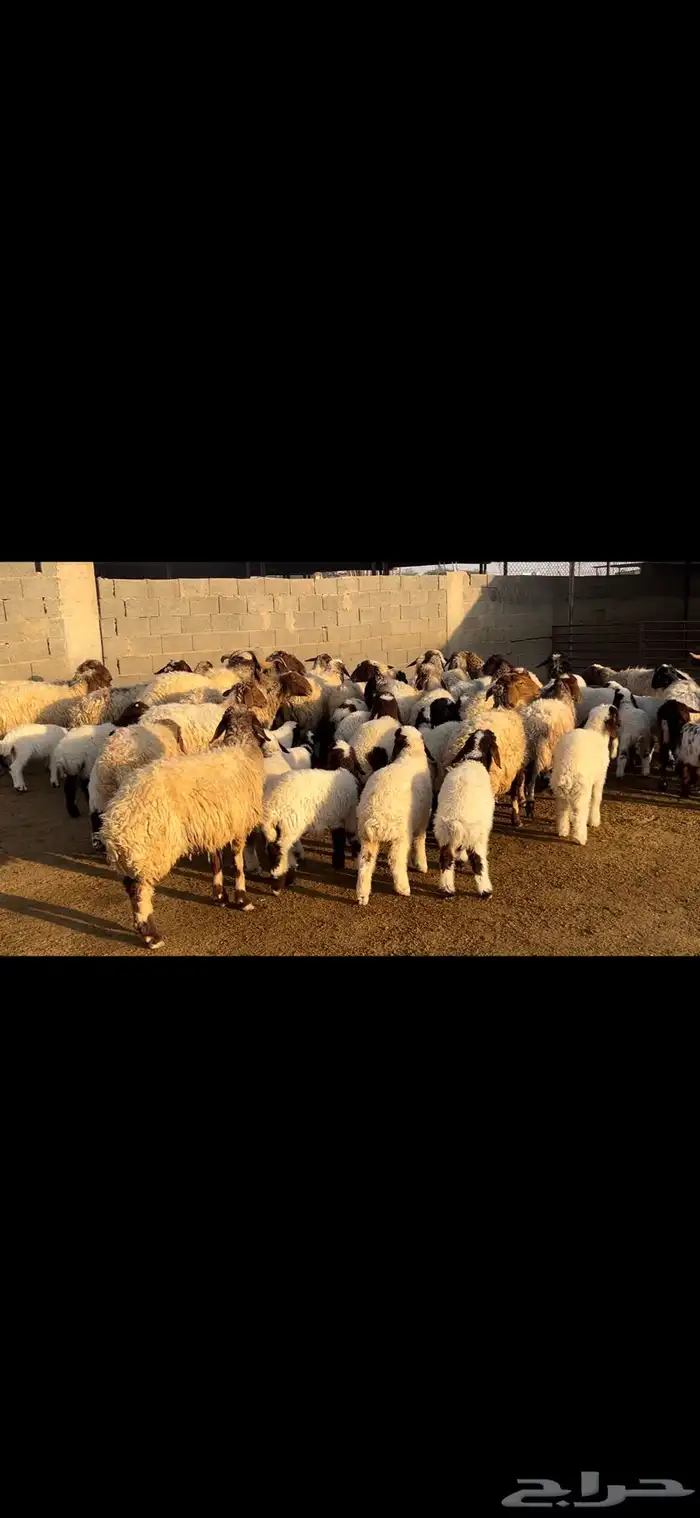 غنم نعيم متابيع فاخره . 9