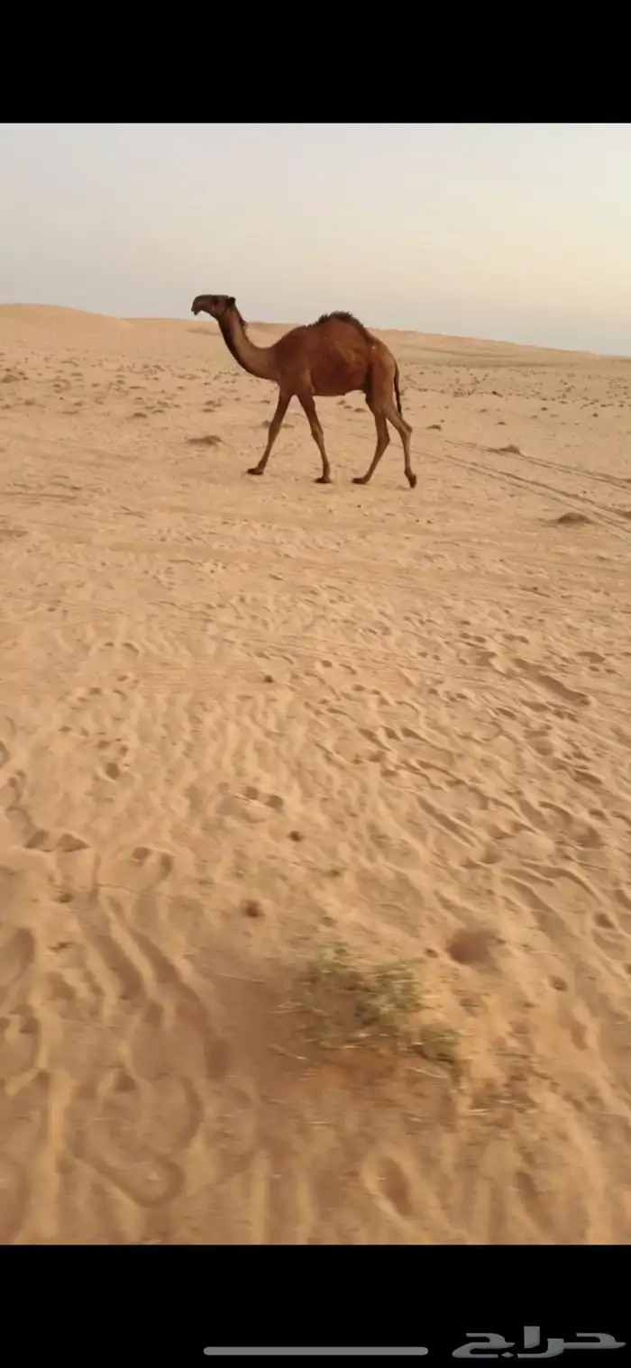 قعود علئ بعارين فنجال 0