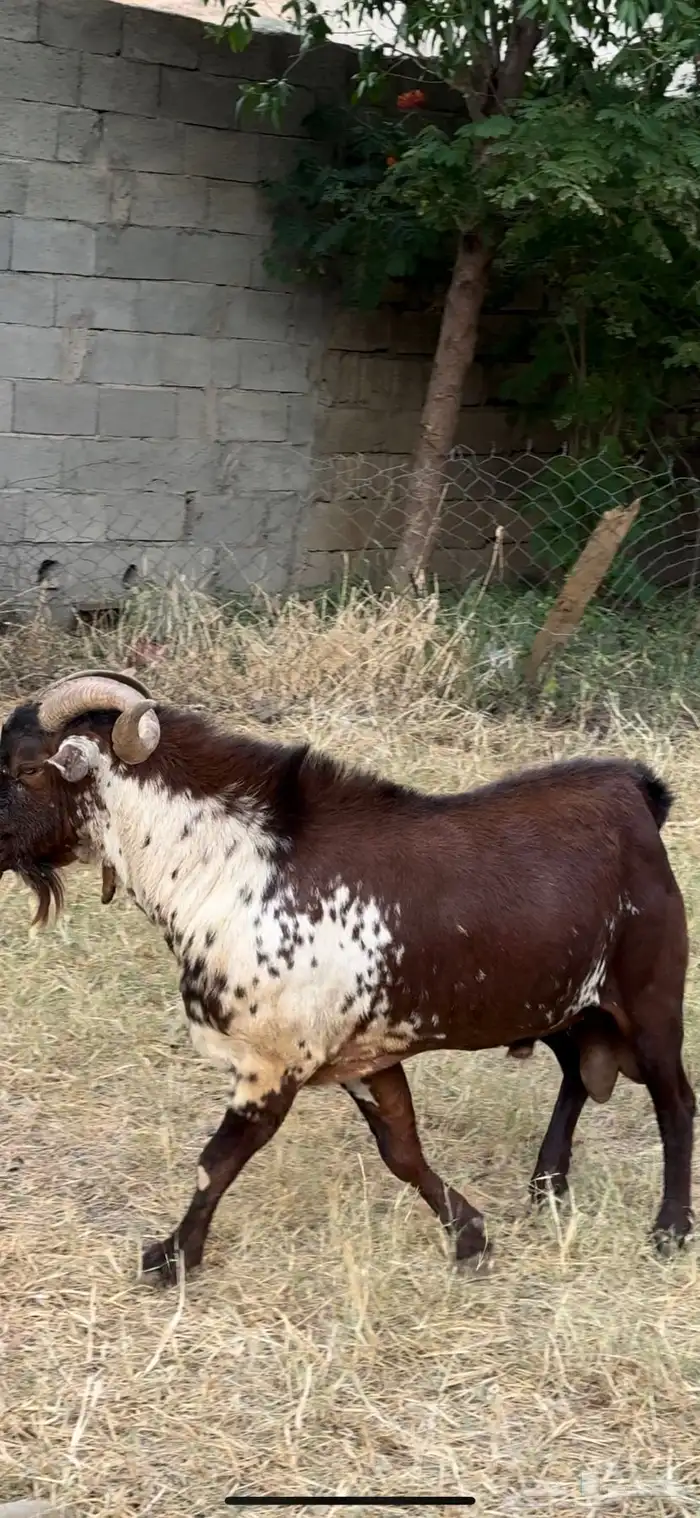 تيس فحل ماعز اوشح ادهم ادبس فاخر 2