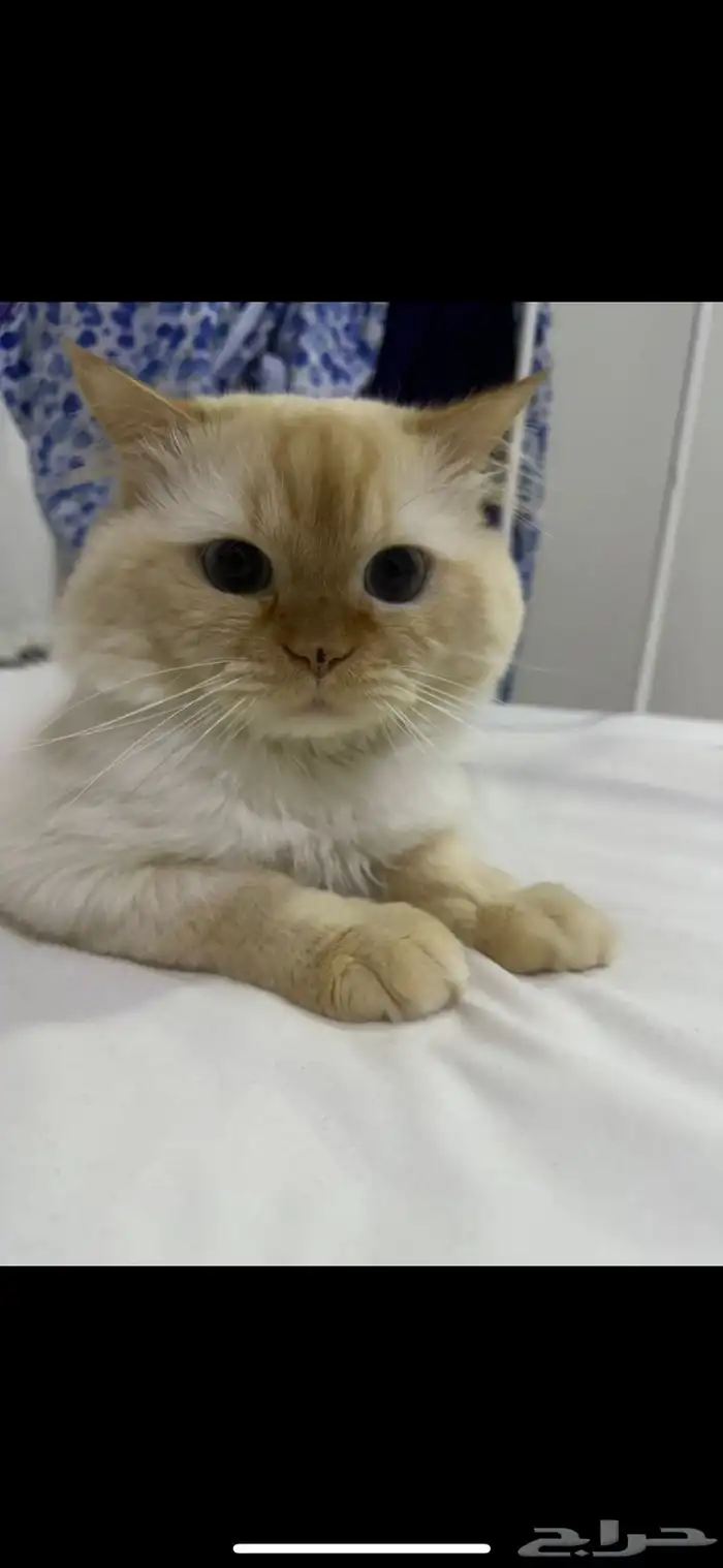 قطط 4