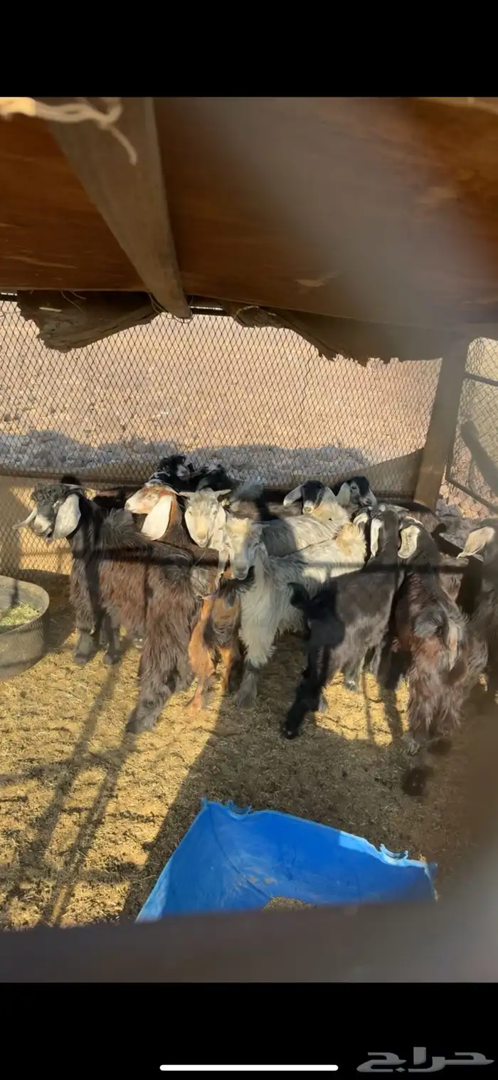 تيوس مندي شحم 0