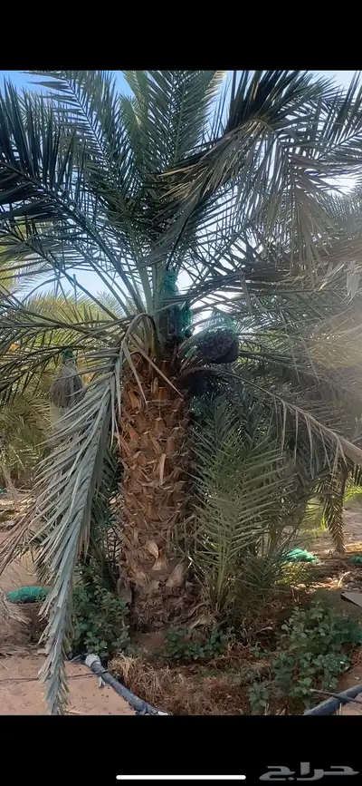 للبيع مزرعه بالخرج الضبيعه مساحه 274 الف index