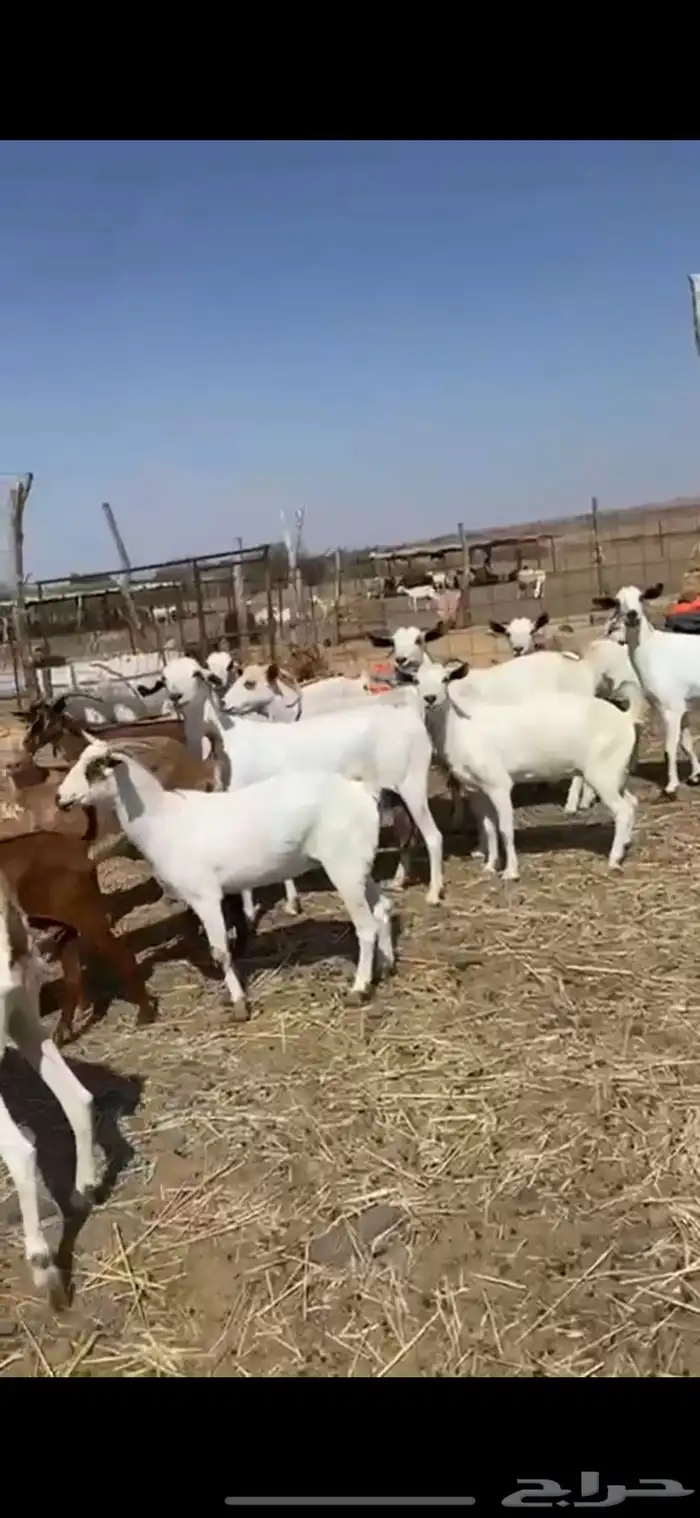 ماعز بيشية العدد15 0