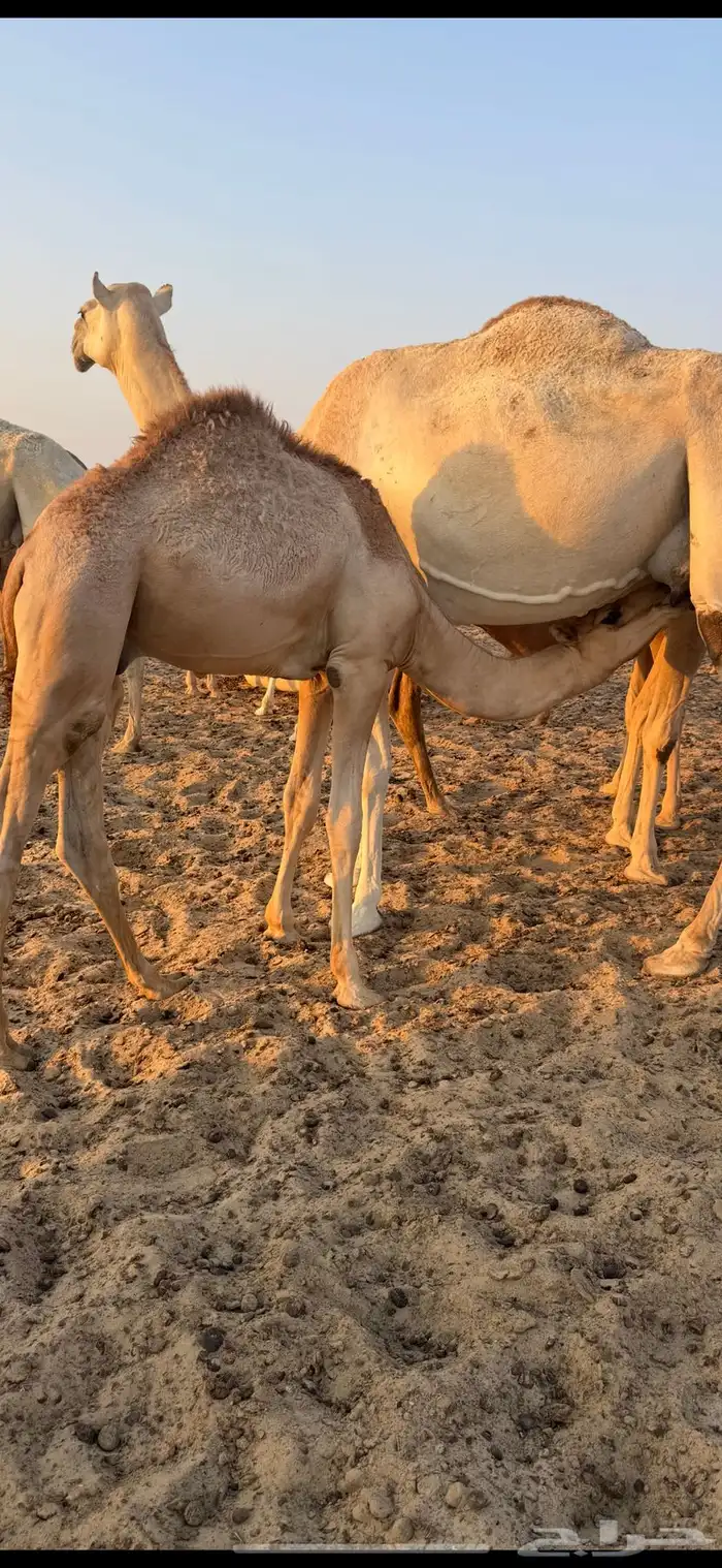 قعود اوضح فل شحم ويرضع امه 0
