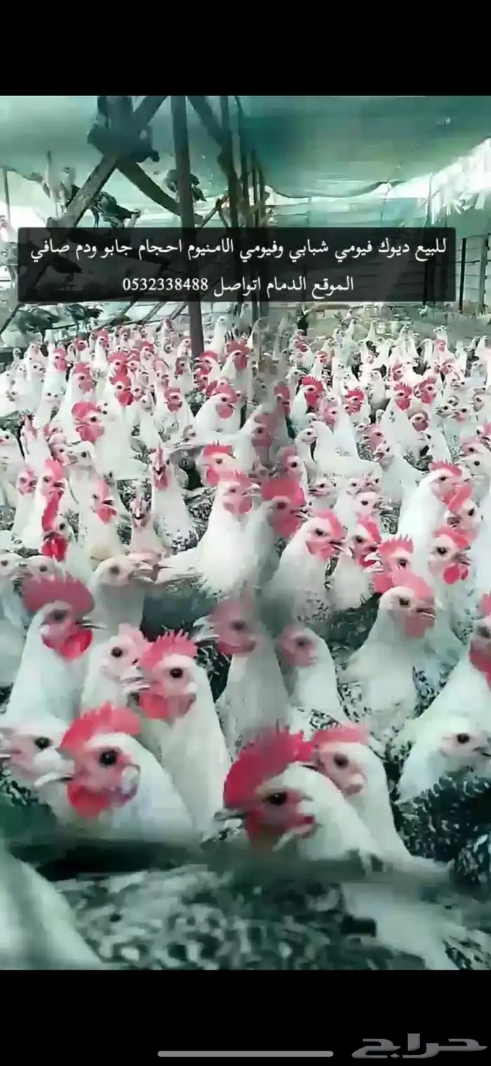 ديوك فيومي للبيع 0