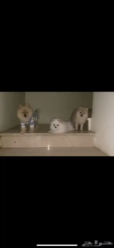 فندقة كلاب index