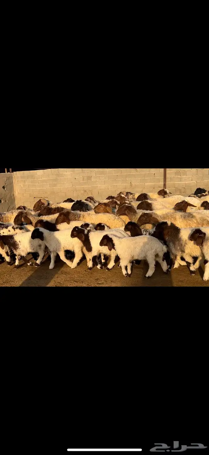 غنم نعيم متابيع فاخره . 0